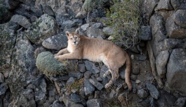 Preserving the Spirit of Patagonia: Inside Chile’s Groundbreaking Human-Wildlife Coexistence Project