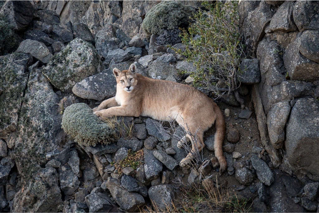 Preserving the Spirit of Patagonia: Inside Chile’s Groundbreaking Human-Wildlife Coexistence Project