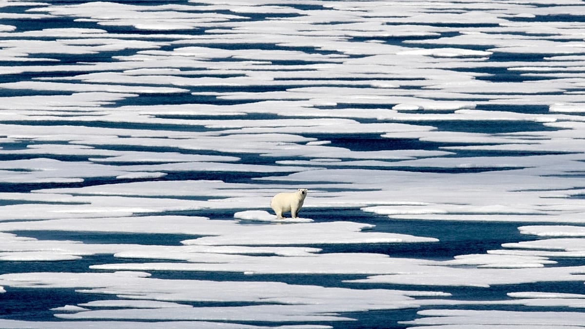 Polar bears may be adapting to survive warmer climates thanks to their ‘jumping genes’