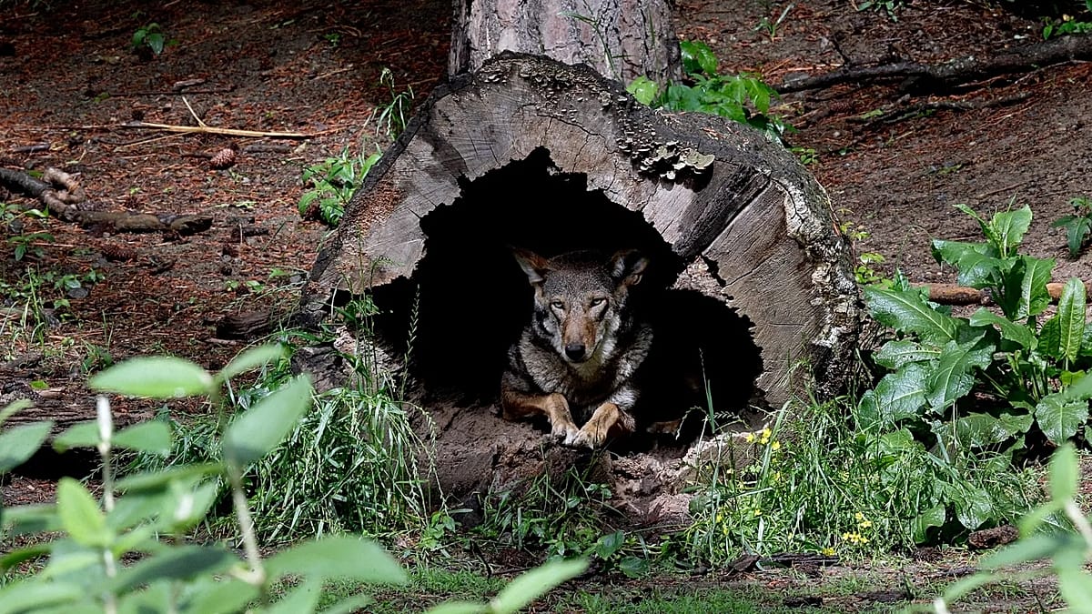 Utrecht lifts forest warning after DNA confirms wolf shot was menace known as 'Bram'