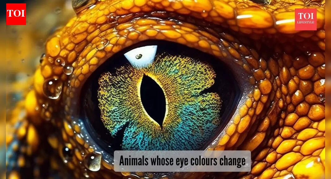 5 unique animals that change eye colours