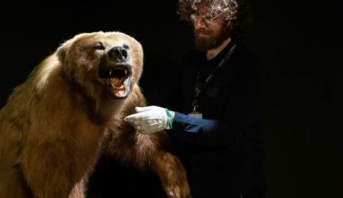 Brown bear returns to Mayo’s Turlough Park after two centuries