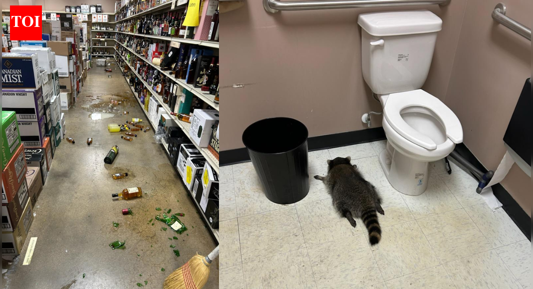 Drunk raccoon breaks into liquor store, downs scotch, and passes out in bathroom | World News
