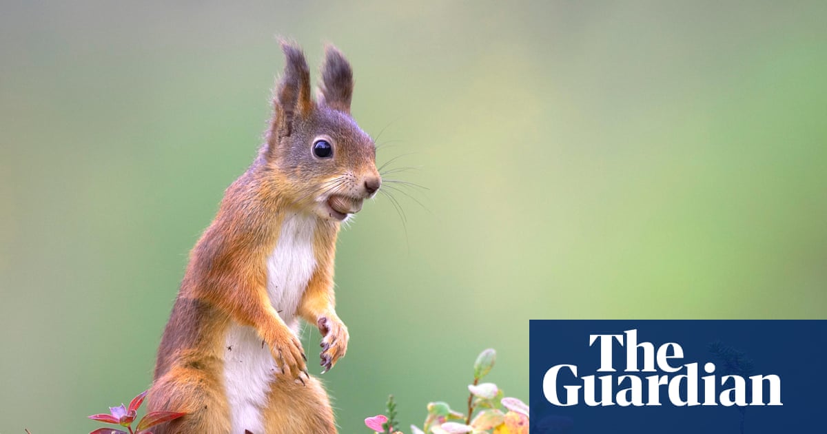 Red squirrels expand across Highlands after 10-year reintroduction drive | Conservation