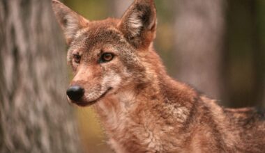 "Their eerie howling from a wintery mountainside will still bring a shiver to the spine" – 10 biggest wild dogs on the planet