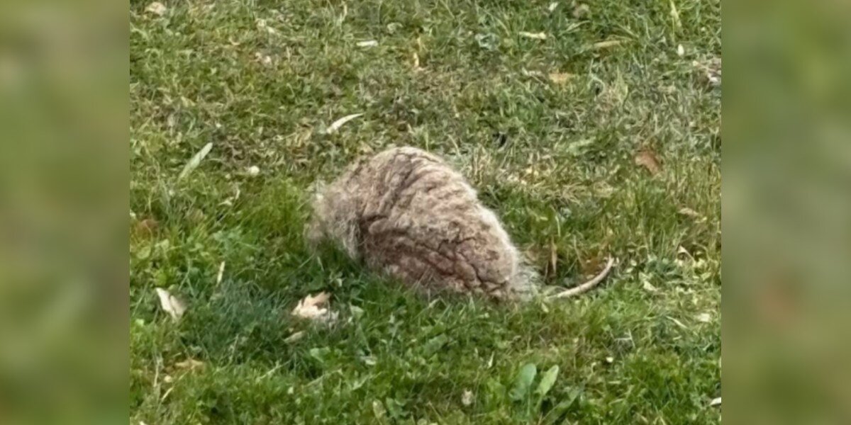 Family Returns Home To 'Breathing Rock' In The Yard — Then It Starts Limping