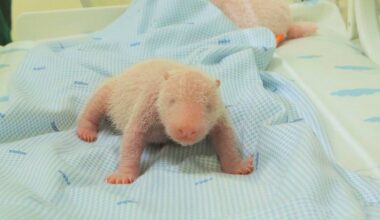 Photos of first panda cub born in Indonesia released