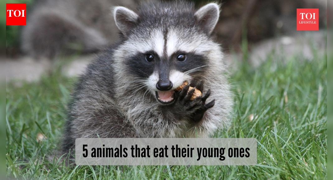 5 animals that die after giving birth to their young