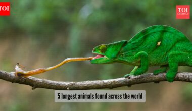 ​5 longest animals found across the world​