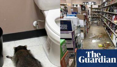 ‘He’s living his best life’: drunk raccoon hit DMV for snacks before liquor store | Virginia