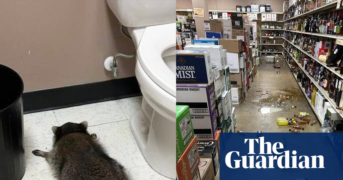 ‘He’s living his best life’: drunk raccoon hit DMV for snacks before liquor store | Virginia