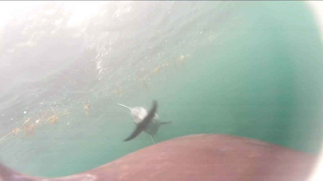 Aerial drone video for killer whales following dolphins during salmon pursuit. - YouTube