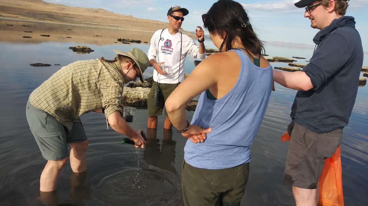 Great Salt Lake's latest species discovery gets a name fit for the lake's native history