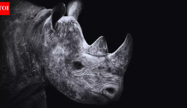 5 wild animals that are no longer found in Indian jungles |