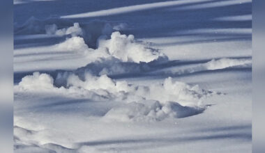 Woman Watches Mysterious Tunnels Appear In Snow — Then The Cutest Face Pops Out