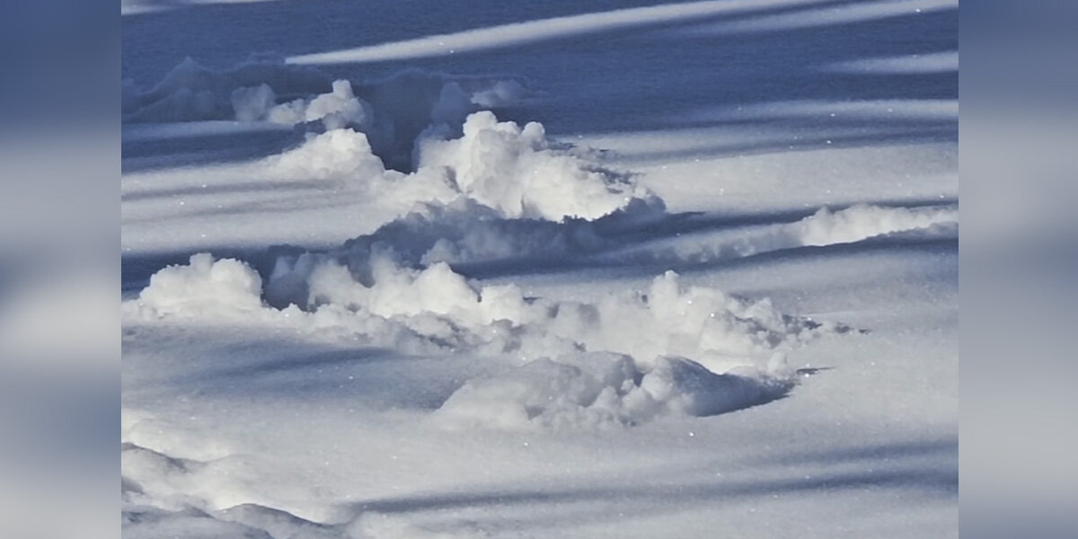 Woman Watches Mysterious Tunnels Appear In Snow — Then The Cutest Face Pops Out
