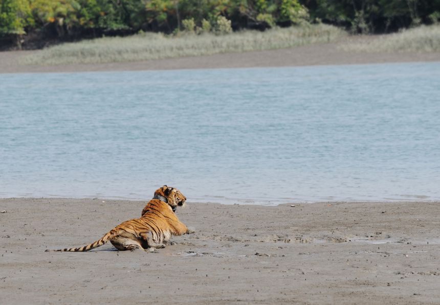 A Bengal tiger wearing a radio collar is pictured on the bank of a river in the Sundarbans, having been released by wildlife workers after being caught too close to human habitation.