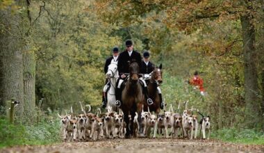 Dan Curley: Banning fox hunting would be bad for farmers, rural Ireland and wildlife
