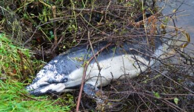 Dead dolphin discovered washed up on Carlow riverbank 30km from the sea