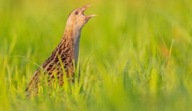 Climate Changemakers: Three good news stories for nature in Ireland during 2025
