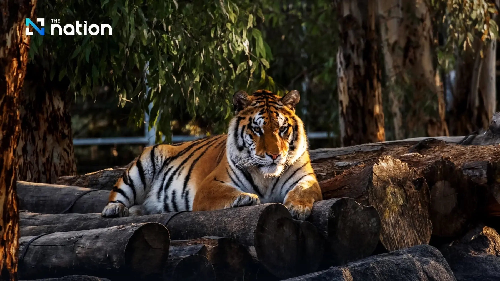Strict Control on “Liger” and “Tigon” Designated as Controlled Wildlife, Ownership Must Be Reported