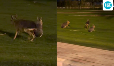 Viral video: Australian woman spots mysterious wild animal in Dubai, asks ‘What the hell is that?’