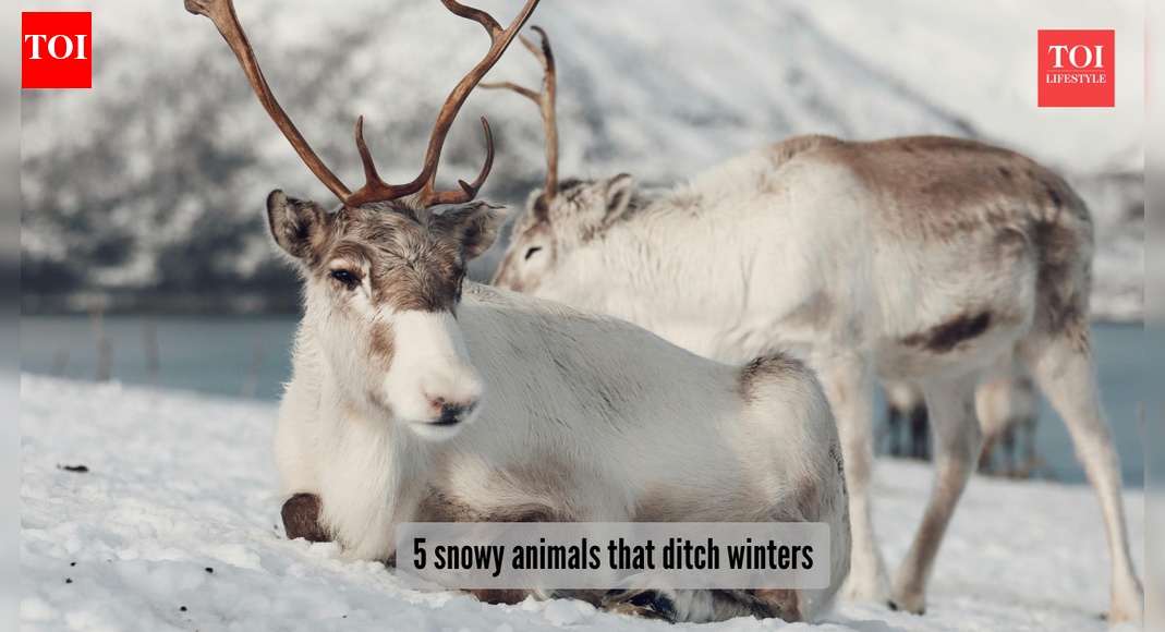 5 snowy animals that rule the coldest places on earth​