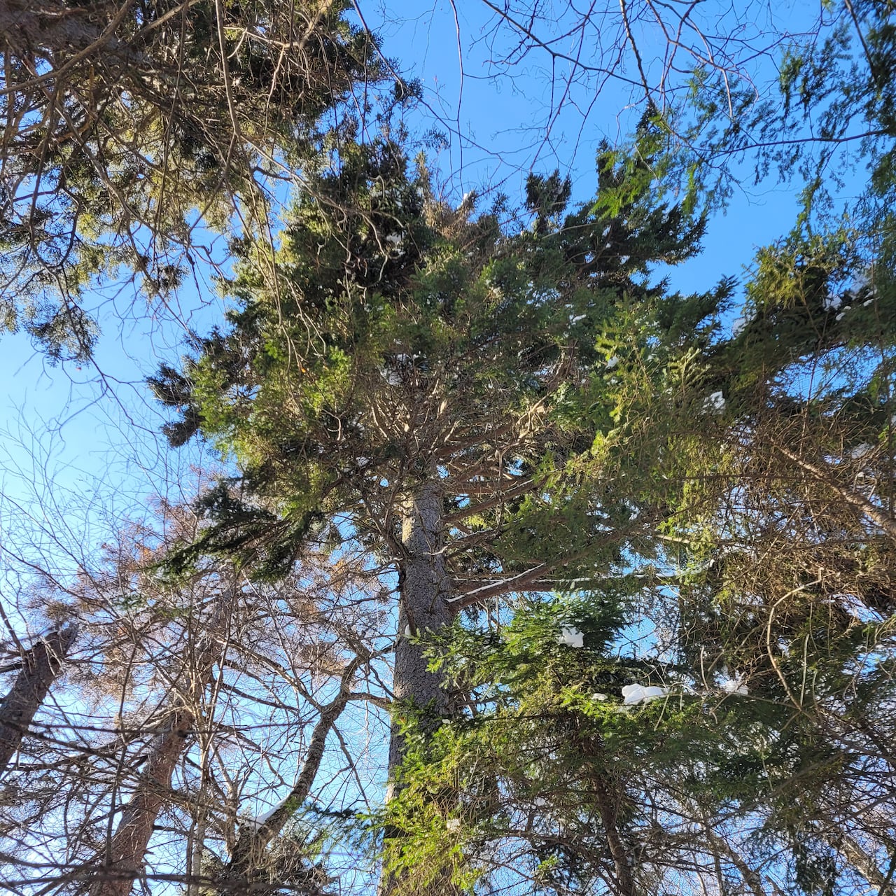 tree