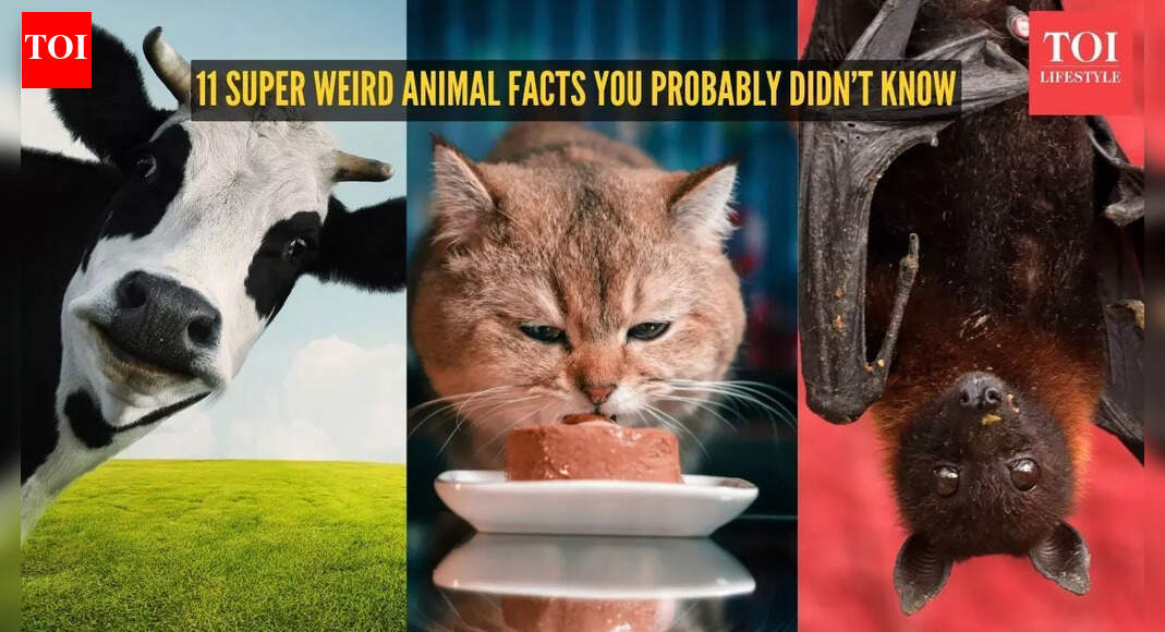 Cows have BFF to whales can drown: 11 super weird animal facts you probably didn't know