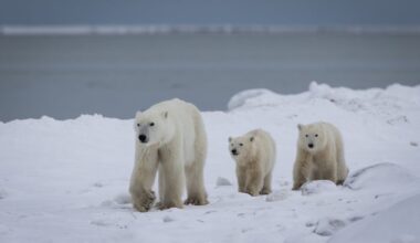 Wild mother polar bear adopts cub in rare video: ‘It…