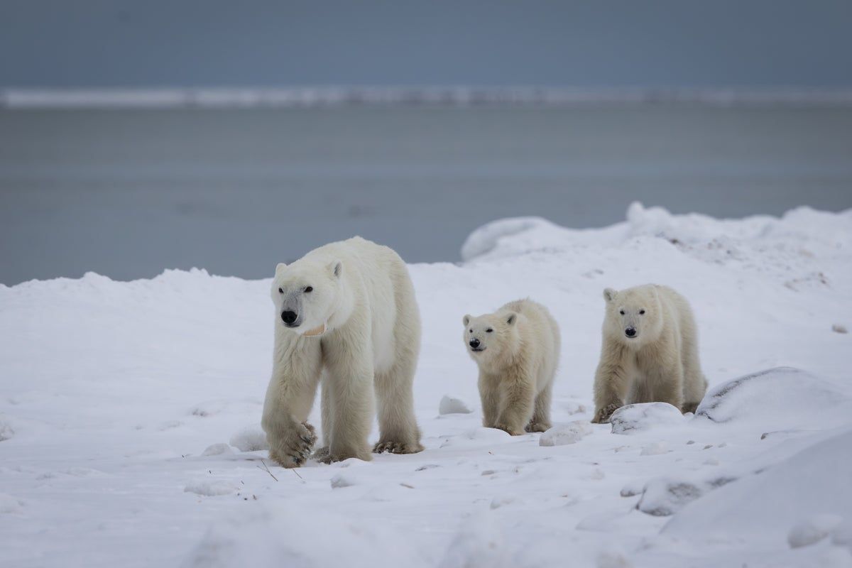 Wild mother polar bear adopts cub in rare video: ‘It…
