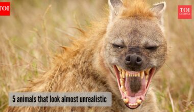 ​5 most unreal animals on the planet​