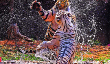 Tiger returns to Gujarat: Ratanmahal forests now home to three big cats