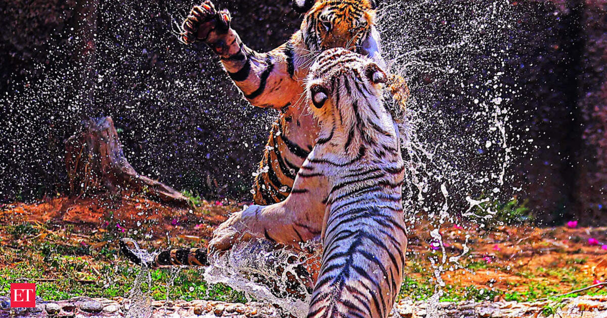 Tiger returns to Gujarat: Ratanmahal forests now home to three big cats