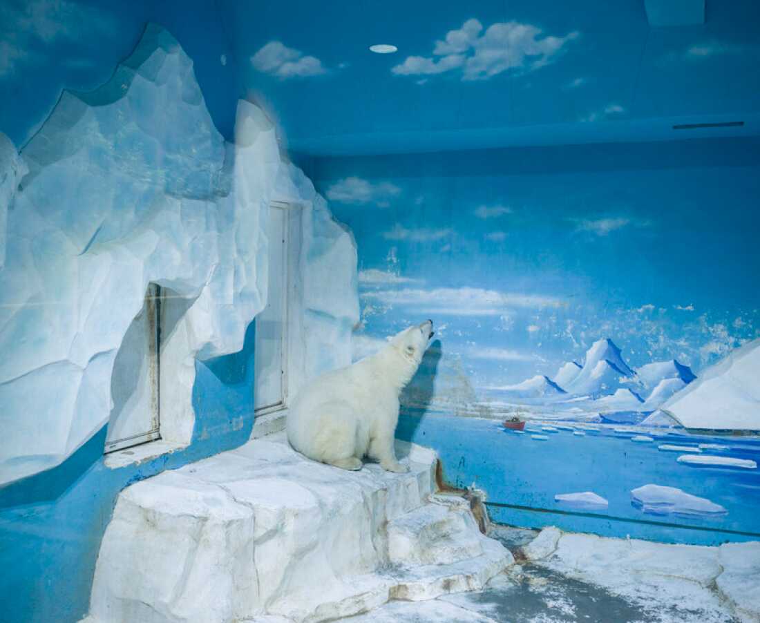 Polar bear. Dalian Forest Zoo. China. Polar bears are the largest land carnivore in the world, weighing up to 800kg and growing up to 3 metres in length. The typical zoo enclosure for a polar bear is one-millionth the size of its range in the wild, which can reach 31,000 square miles (80,290 km²). Polar bears live in Arctic regions in Canada, Alaska, Russia, Greenland and Norway, in temperatures as low as -46°C (-50.8°F) Dalian Forest Zoo contains over 3,000 animals. Attractions include Safari Area, Rain Forest Reptile Pavilion, Flamingo Pavilion, Little Animal Village, Wild Animal Range, Swan Lake, Fierce Beast Area, Happy Primate Garden and Elephant Pavilion.