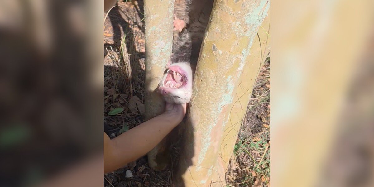 Rescuer Drops To The Ground After Finding Someone Wedged Between Trees