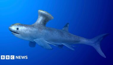 An artist impression of the Bearsden shark, swimming through the water