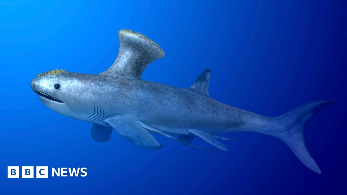 An artist impression of the Bearsden shark, swimming through the water
