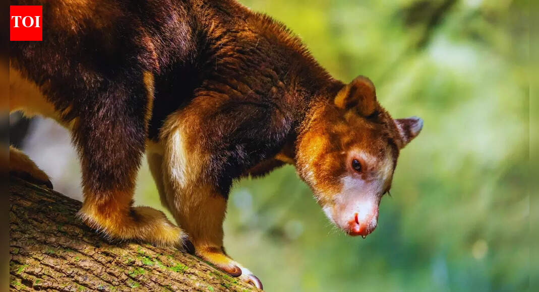 This rare tree kangaroo was missing for 90 years |