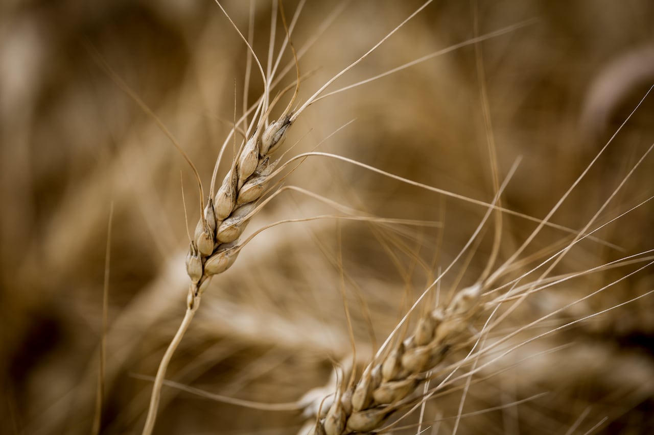 A grown wheat crop.