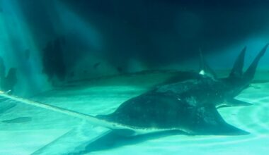 Japan’s oldest largetooth sawfish in captivity back on display in Mie Prefecture