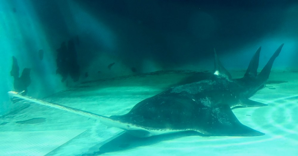 Japan’s oldest largetooth sawfish in captivity back on display in Mie Prefecture