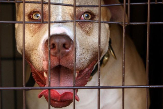 Pitbull attack leaves woman with severe injuries in Carlow home