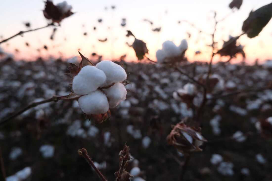 Close-up of a cotton boll on a farm in Richland Parish in norther