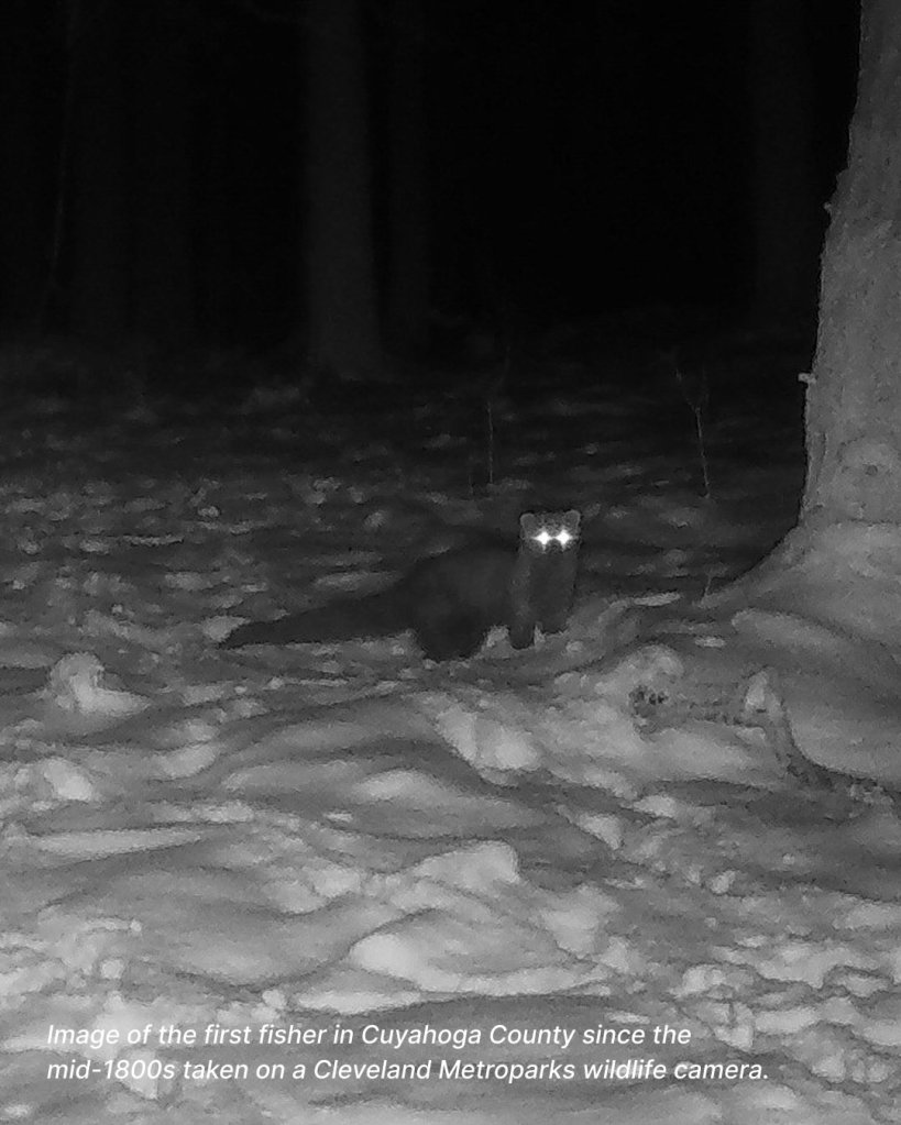 A fisher is a native mammal to the state and typically lives in the northern parts of Ohio. 