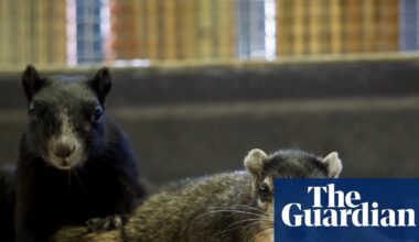 ‘Rare’ squirrels set free together after bonding at Florida wildlife hospital | Florida