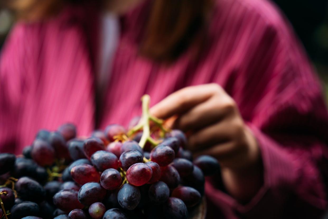 close up of a person picking fresh red grapes