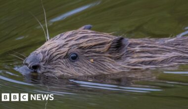 Beaver spotted at Pensthorpe nature reserve for the first time