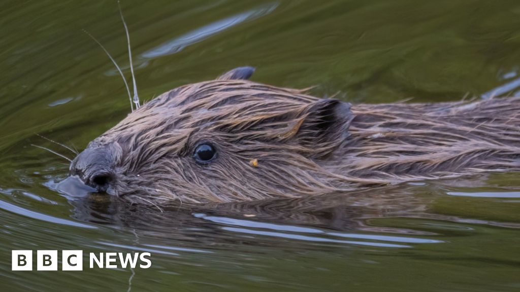 Beaver spotted at Pensthorpe nature reserve for the first time