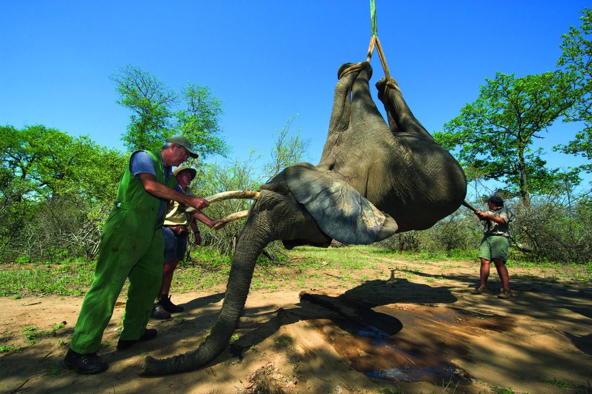 Tranquilized elephants being loaded by crane &amp; capture team (Loxodonta africana) Elephants darted from helicopter to be relocated. Zimbabwe